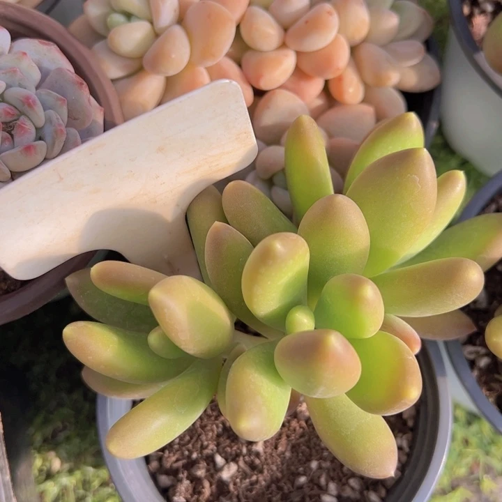 健健康康平平安安