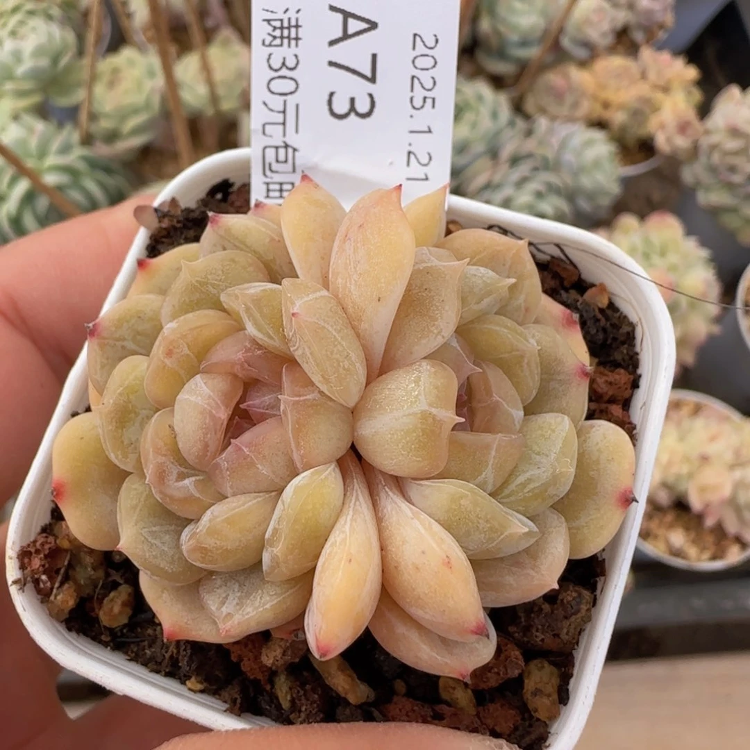 白色恋人双头一颗脱土发货