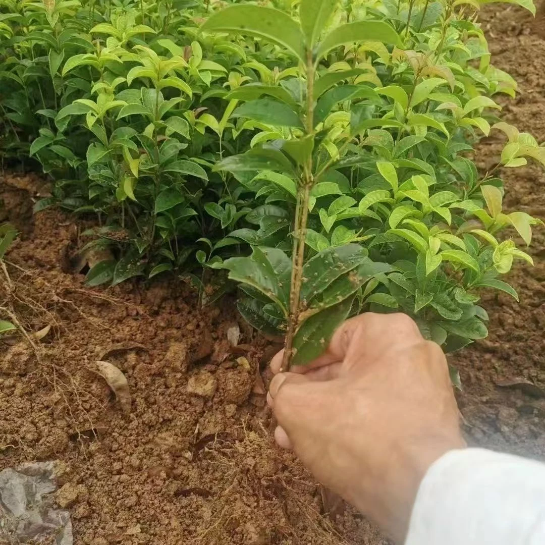 四季桂花盆栽浓香型花卉室内外庭院阳台种植耐寒好养