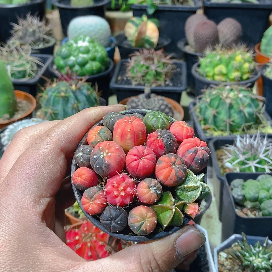 兜锦一个一物一拍