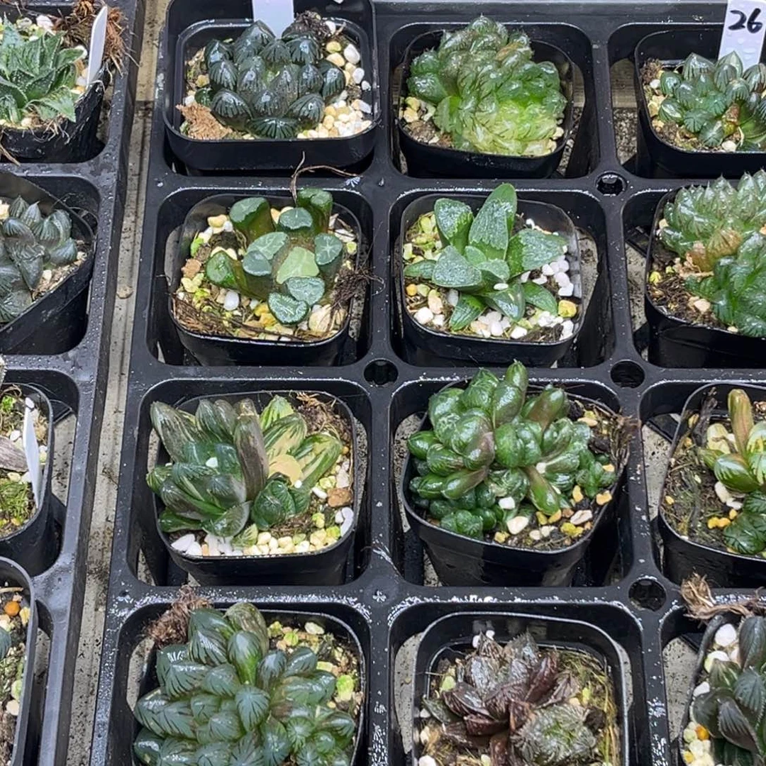 25 脱土包邮8颗福利