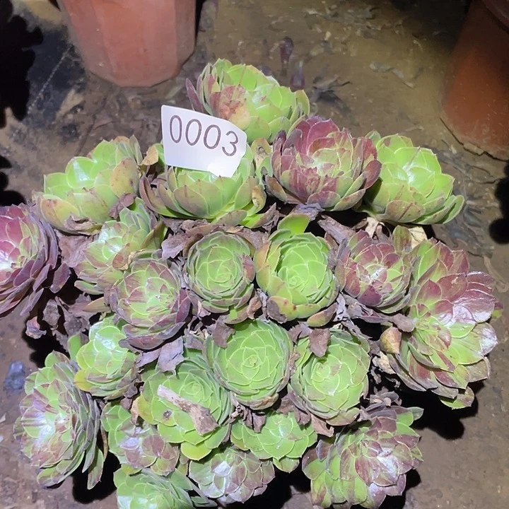 多肉植物法师3花月夜
