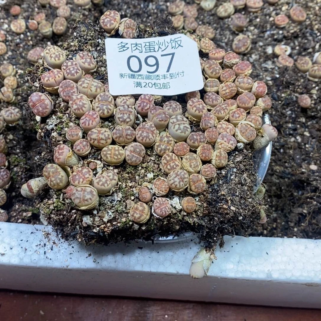 萌***萌多肉蛋炒饭00097