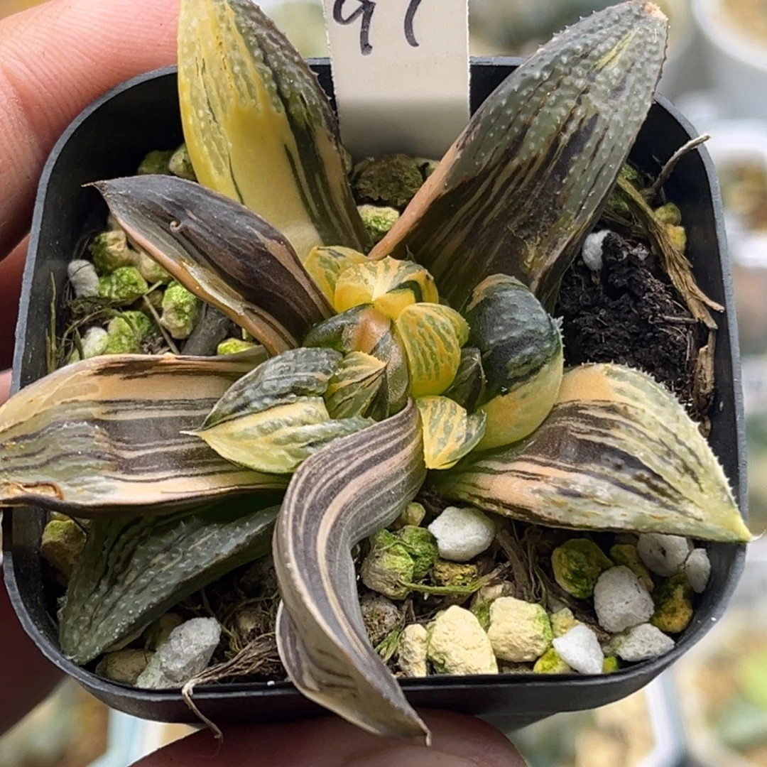 三***91茜云锦芭提雅三头