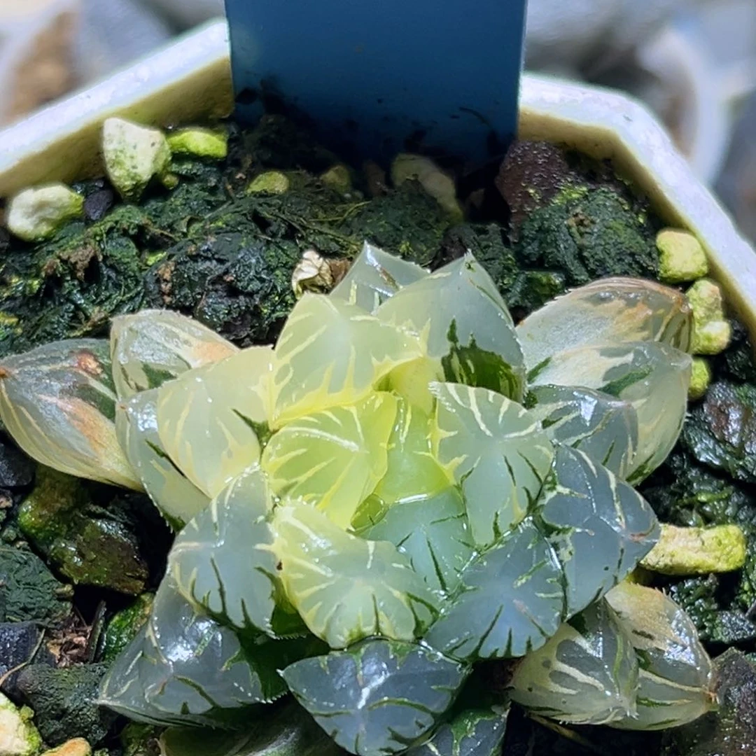 恭喜发财大吉大利562夜之舞