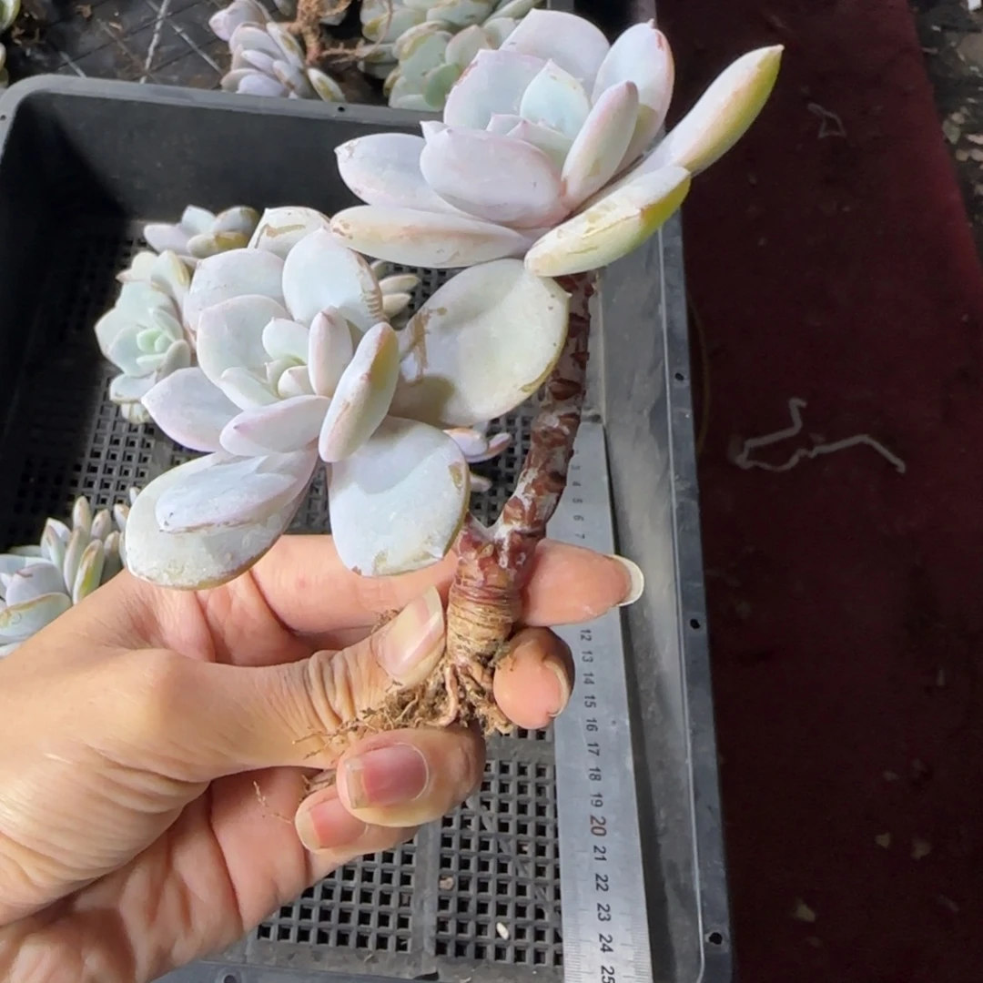 韩版奶茶双头一物一拍