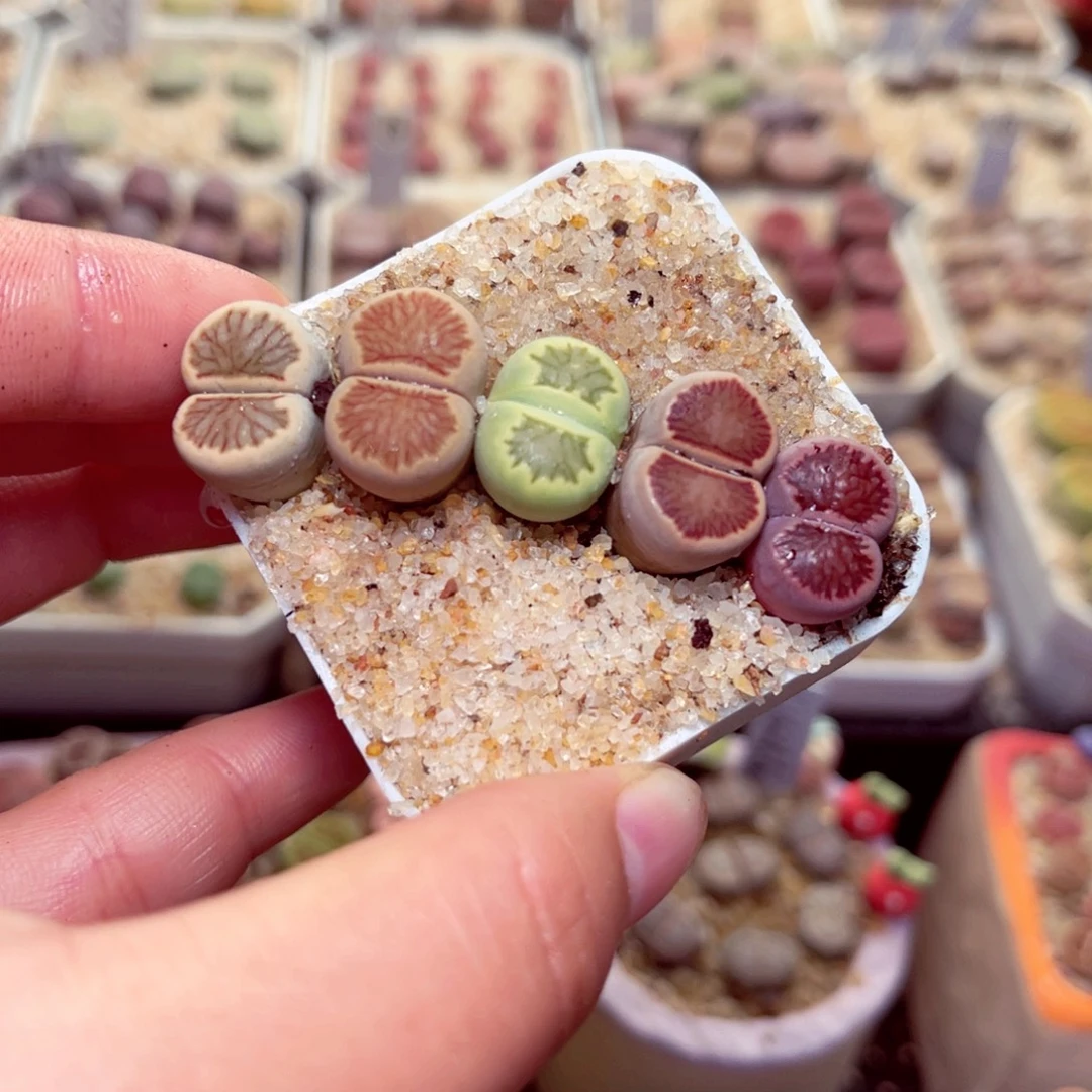 400号带盆包邮发货