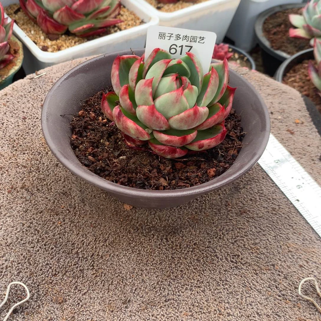 丹****617惊鸿内沟立叶拉丝。尺寸8。多肉植物