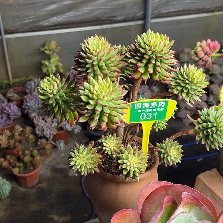 陈***退红灰掉多肉植物都031