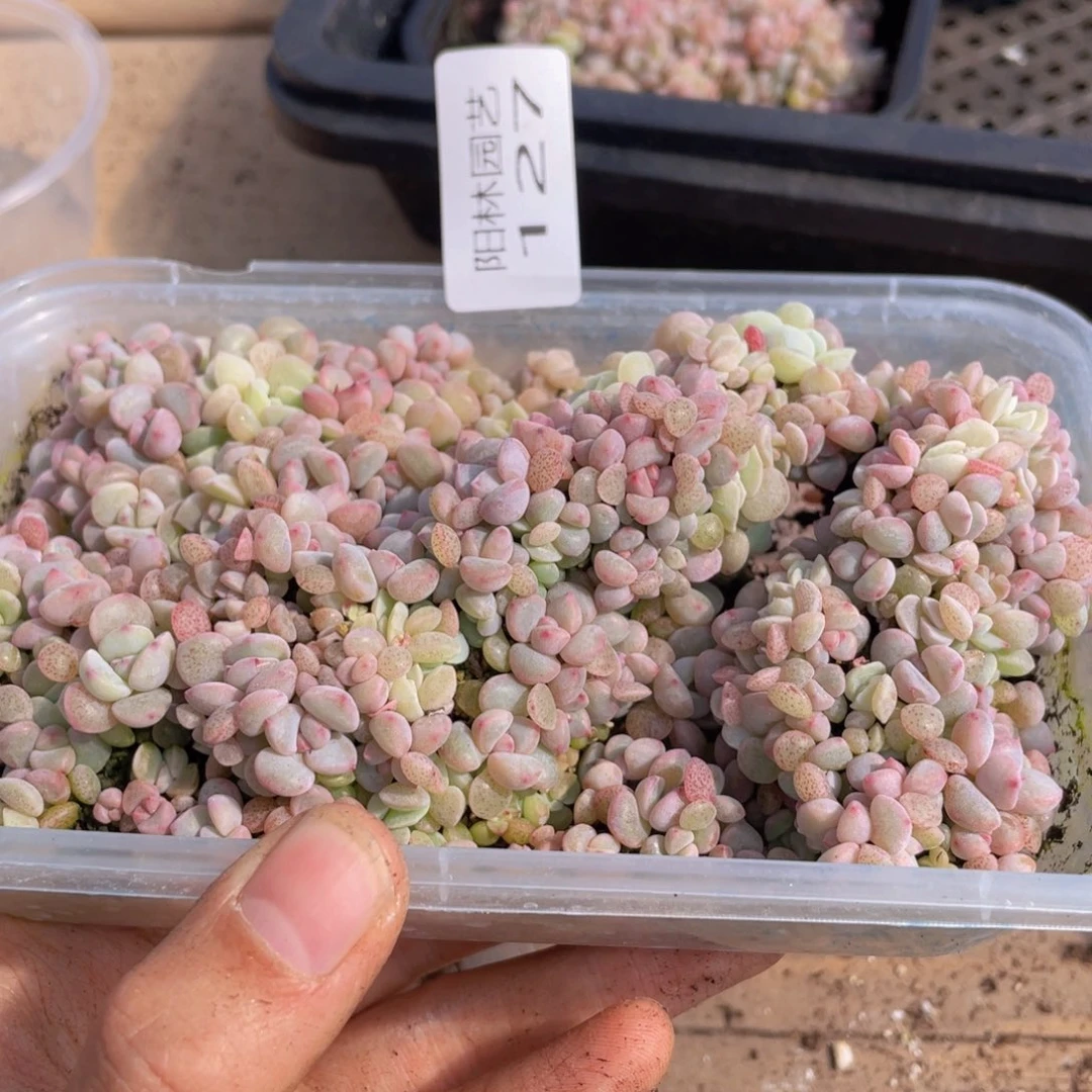 记****哦多肉植物多肉植物127