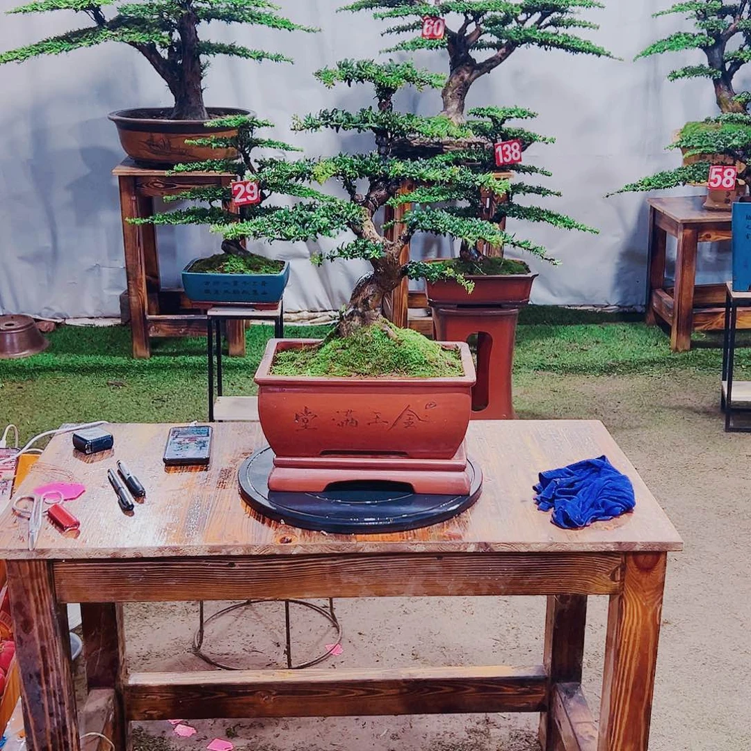 无花朵红芽珍珠罗汉松