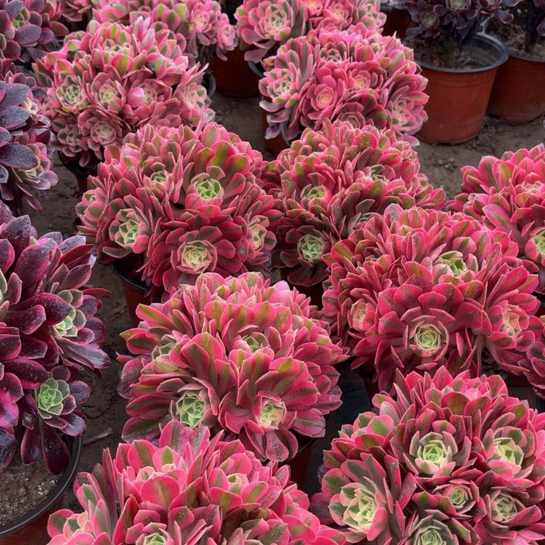 粉女巫绣球9.9法师多肉嫩