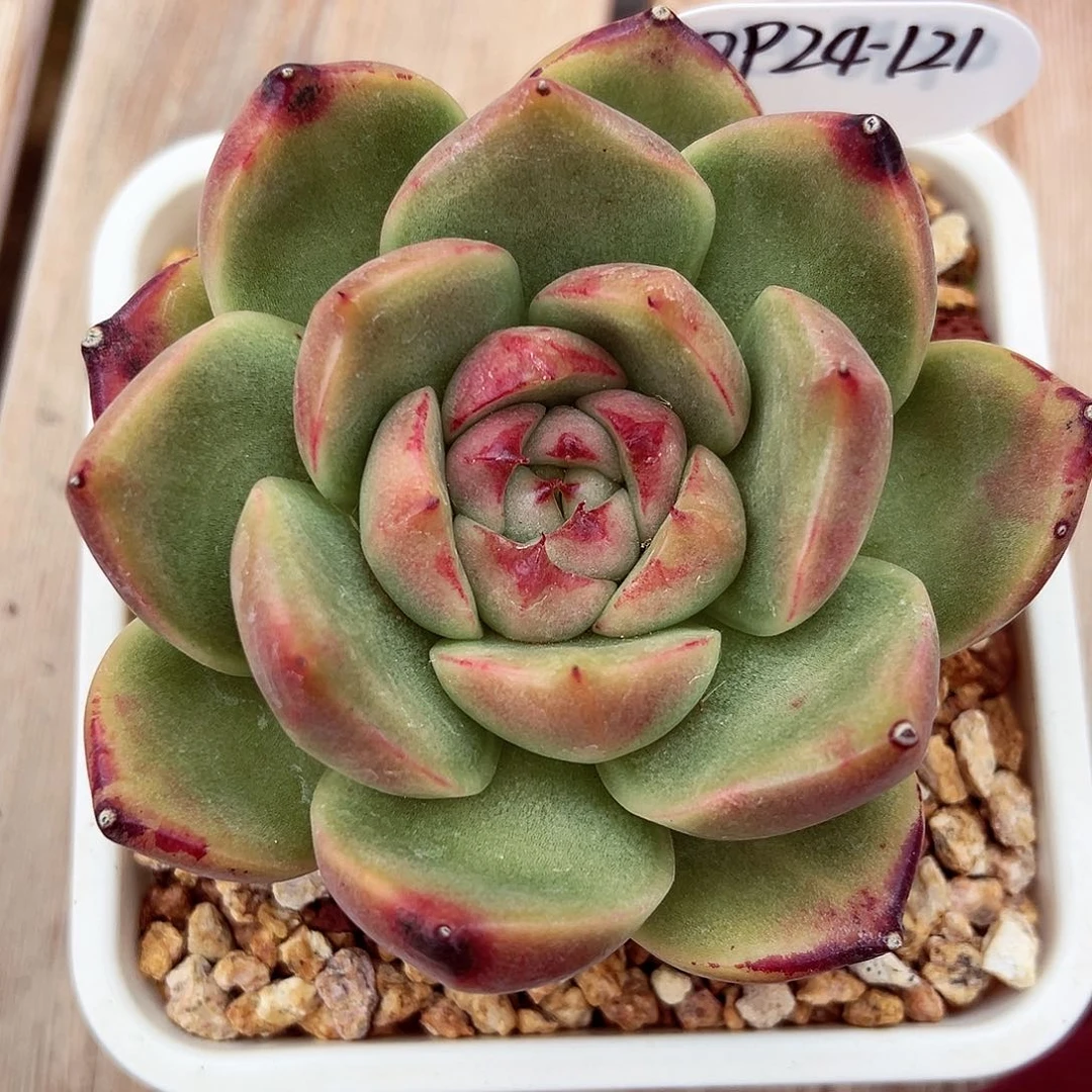 0924-121澳洲巴松