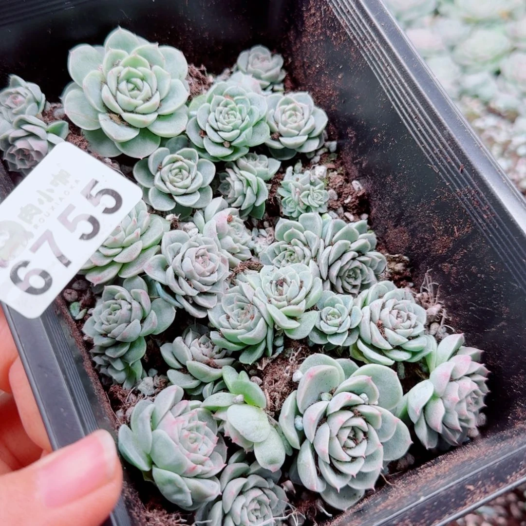 梅***当多肉植物多肉植物