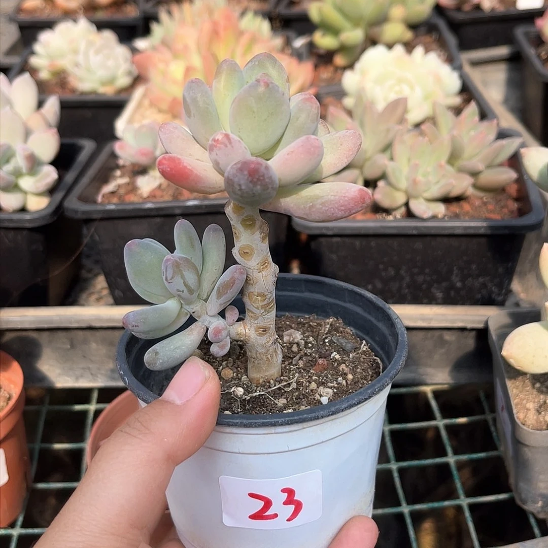 苹果奶。 23。  1111111111