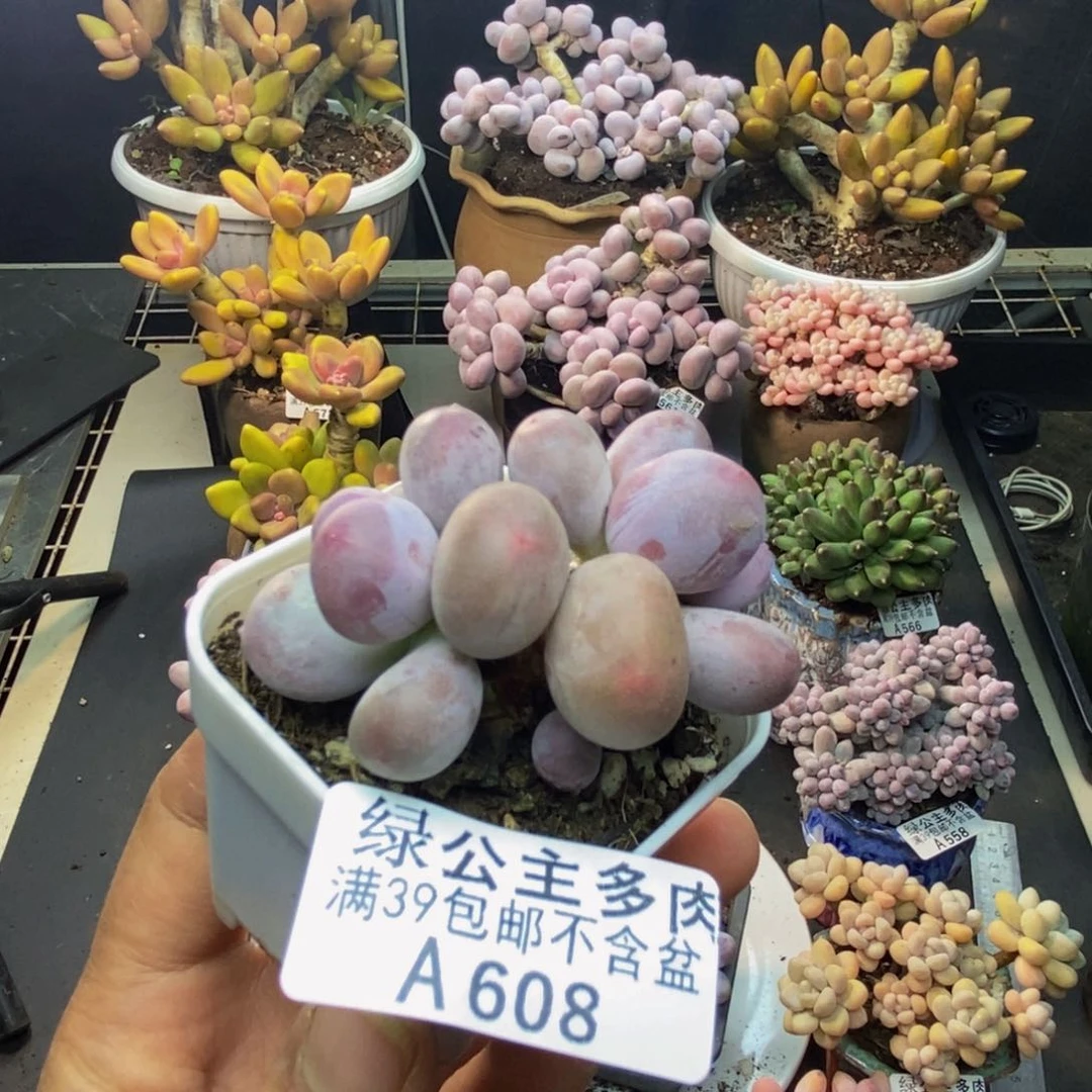 608糖豆奶多肉4c m