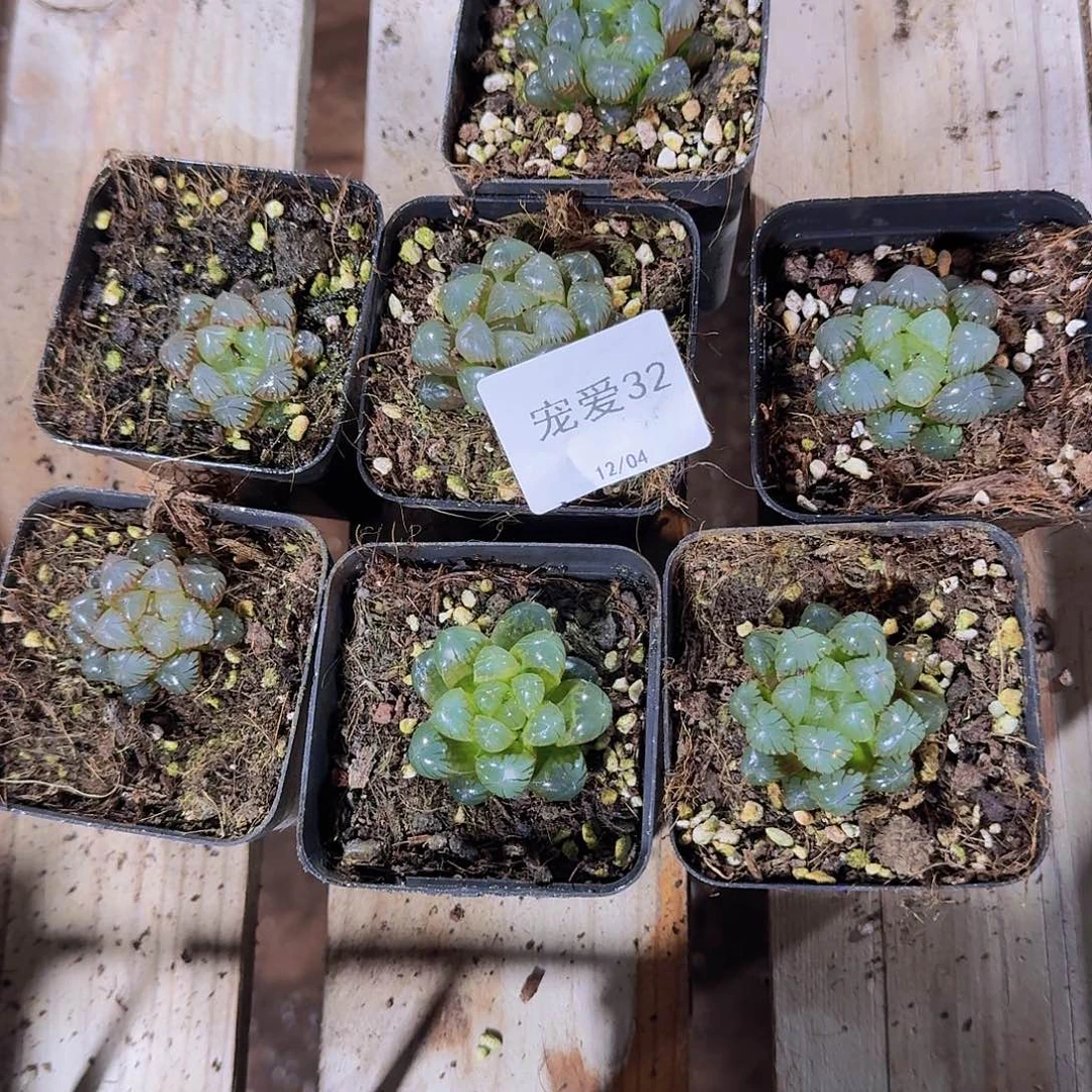 32 直播福利一物一拍