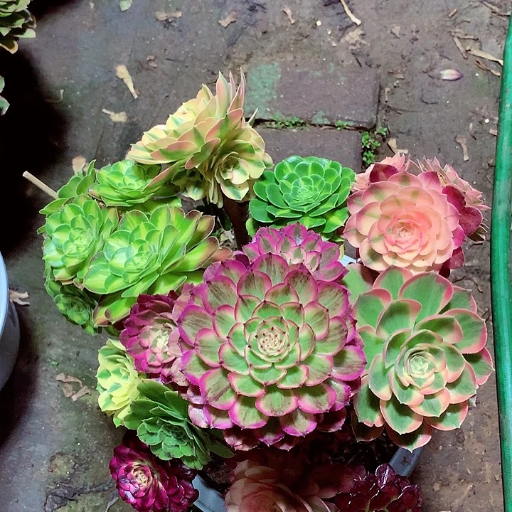 嫁接的五彩树，多肉植物