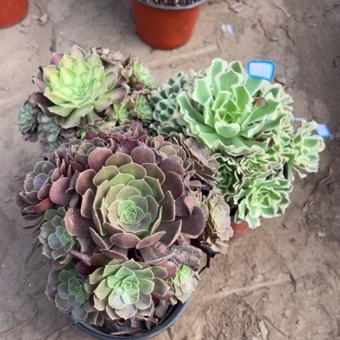 833多肉植物组合，