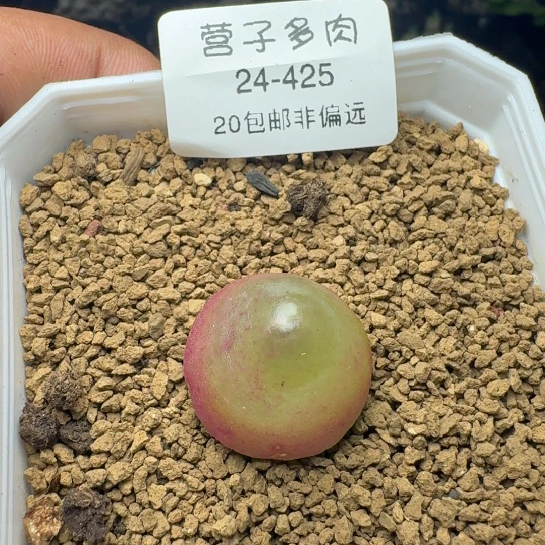 灯泡带盆土2.1。