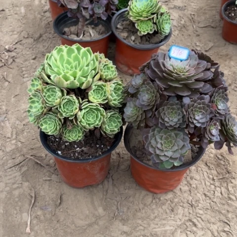 376多肉植物组合，