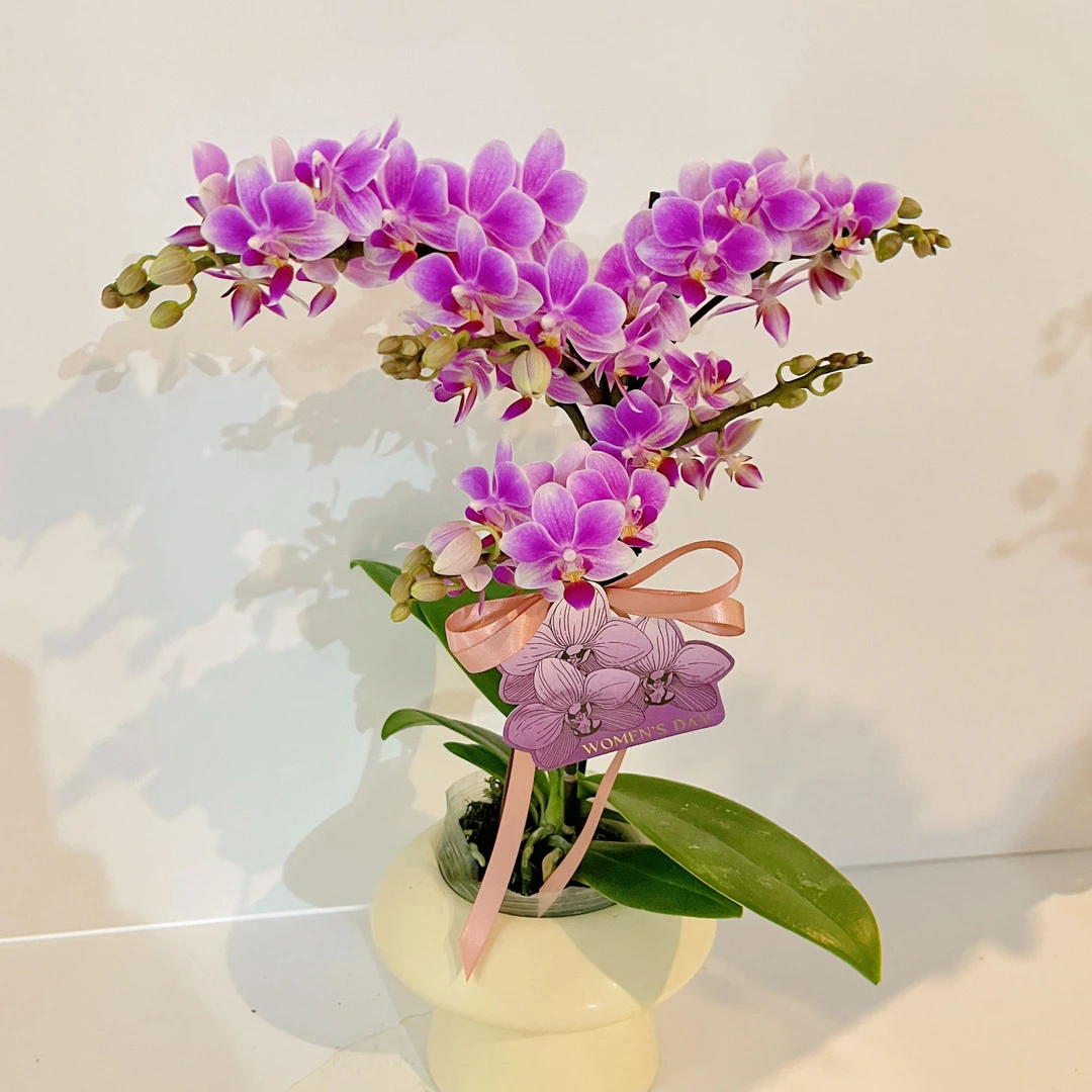 蝴蝶兰《香格里拉》精致桌面花花 百搭好看 带香味  基地直发