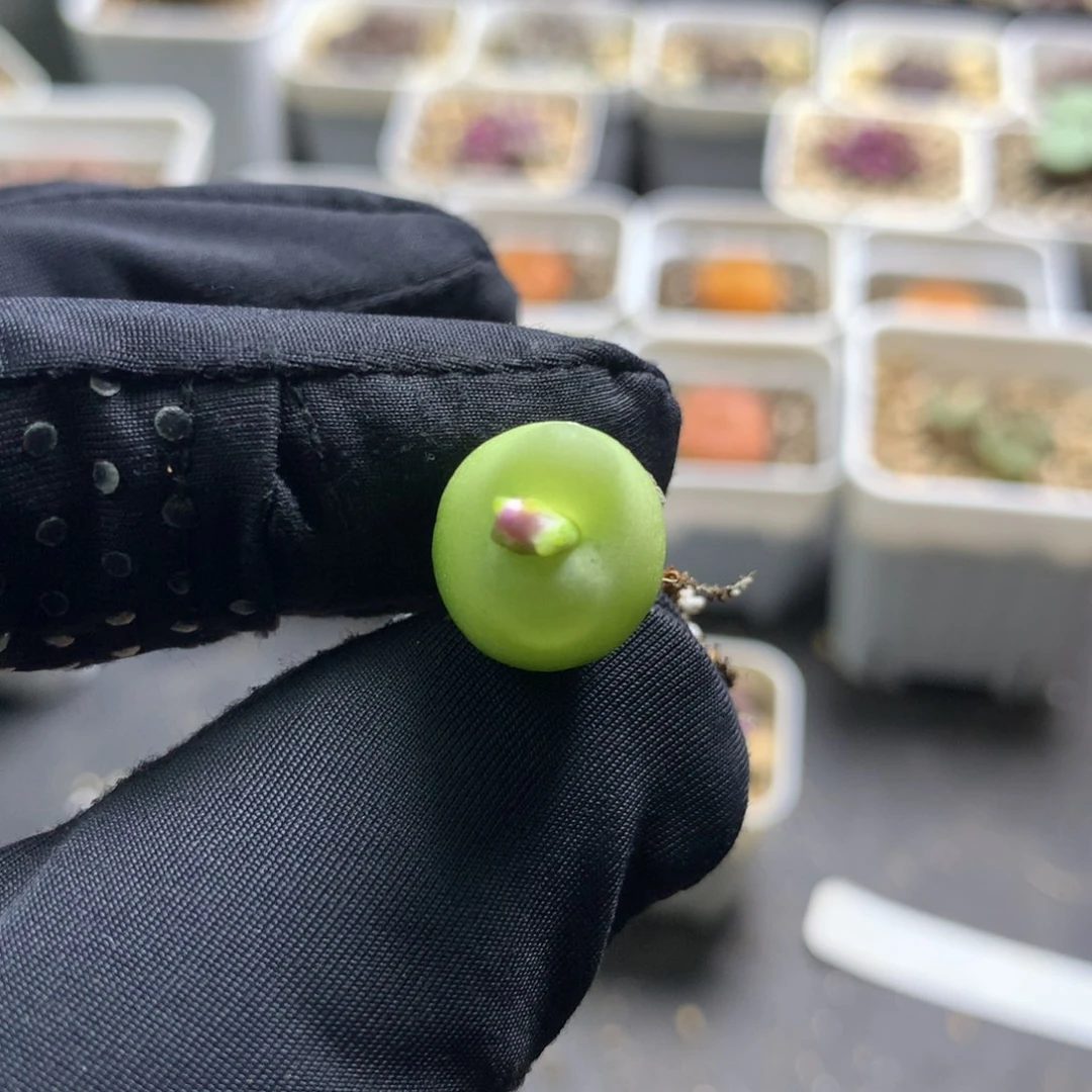 841紫皮拉登一颗