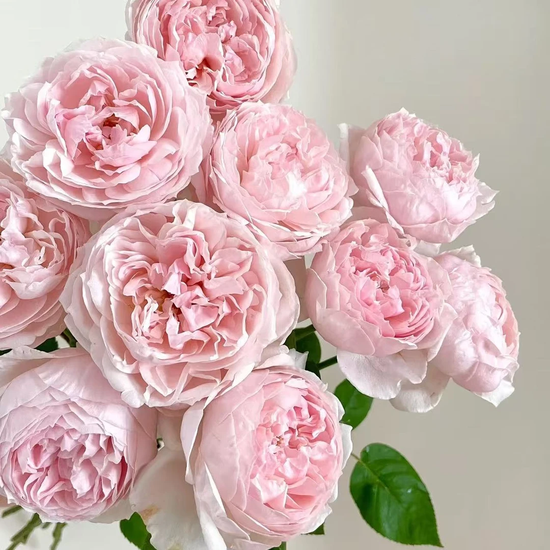 【花之物语】芍药粉玫瑰 包邮