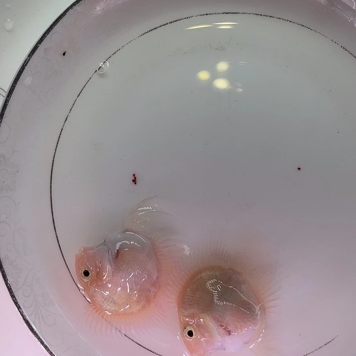 鹦鹉鱼迷你鹦鹉白金