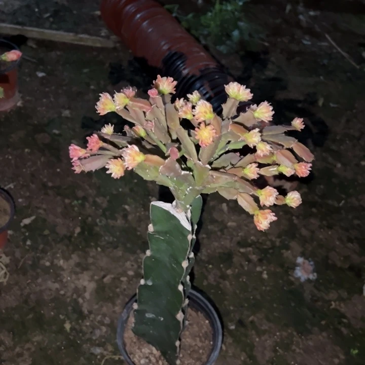 幸***珍当前无花栽培后可以开花050   1317瘦桩