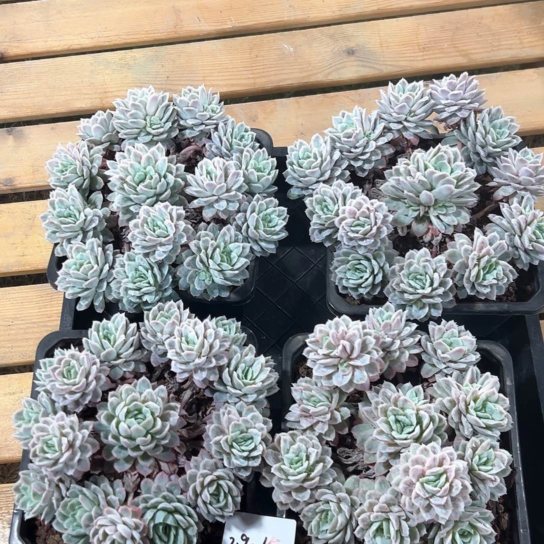 2.9-15泡泡纱裙捧花不包断多肉随机