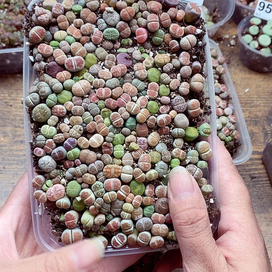 9585彩混啦啦啦的