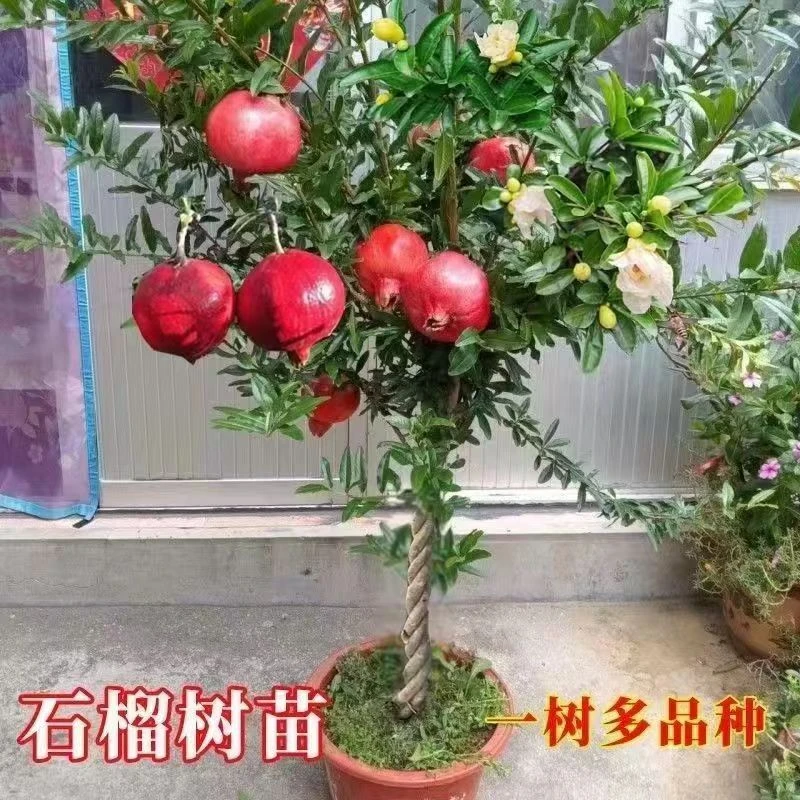 编织麻花造型石榴树苗（一树三品种）盆栽地栽庭院阳台