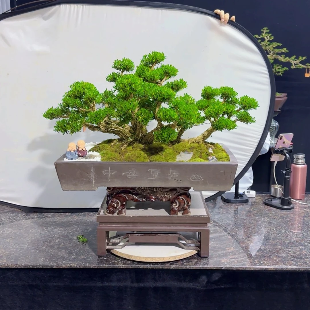 无花朵高端黄杨盆景艺术