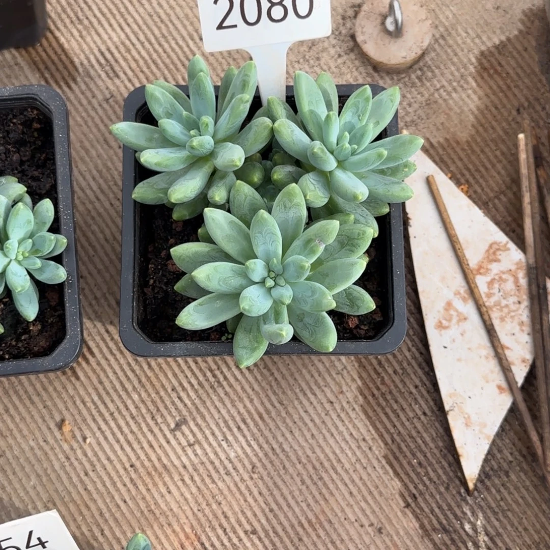 小***宝阿蒂斯托。   2080号。