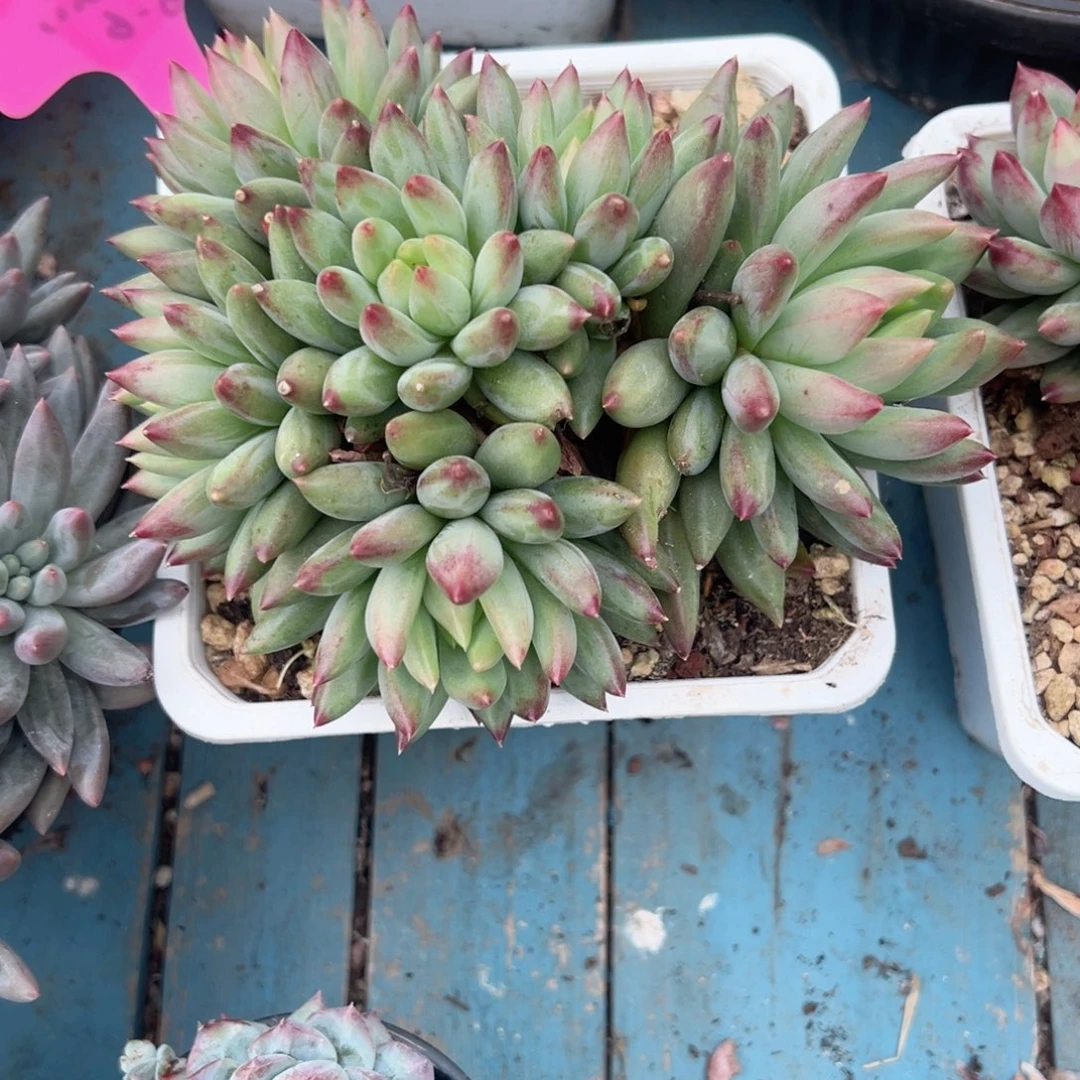 精品多肉植物老桩