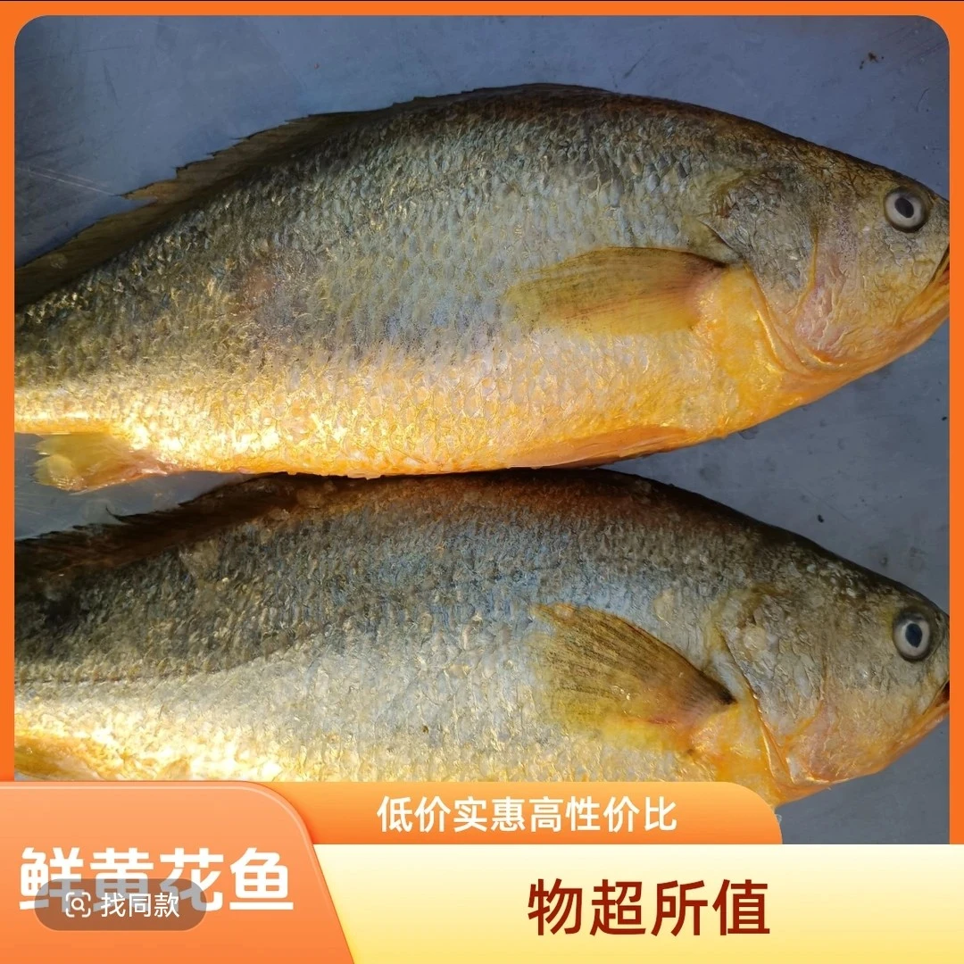 鲜黄花鱼3条（单条1.5斤左右）