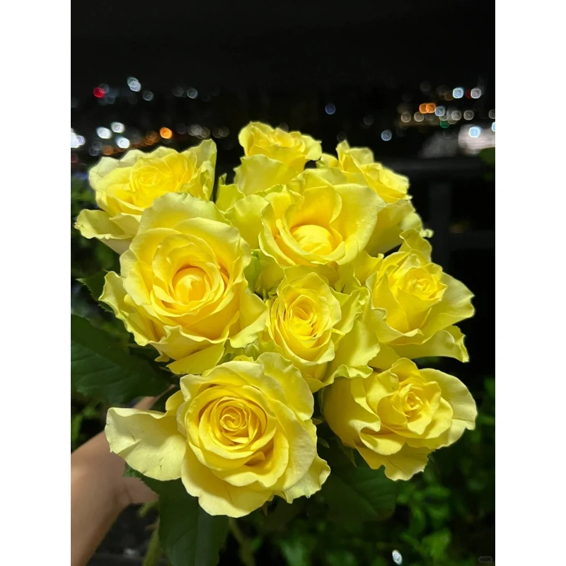 浪漫甄选（浪漫沙滩玫瑰）云南鲜花基地直发