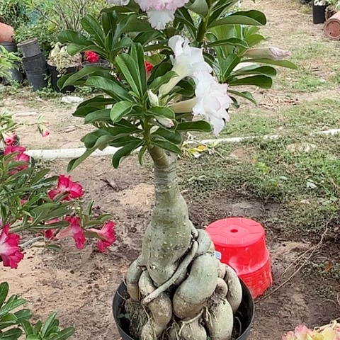 沙漠玫瑰之花盛开