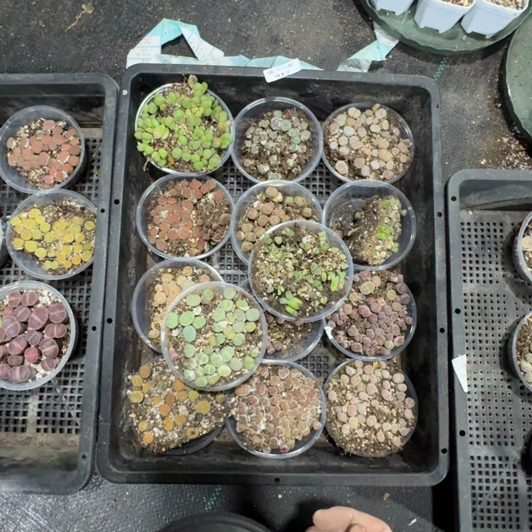 猫*女917。 14个品种。 多肉植物