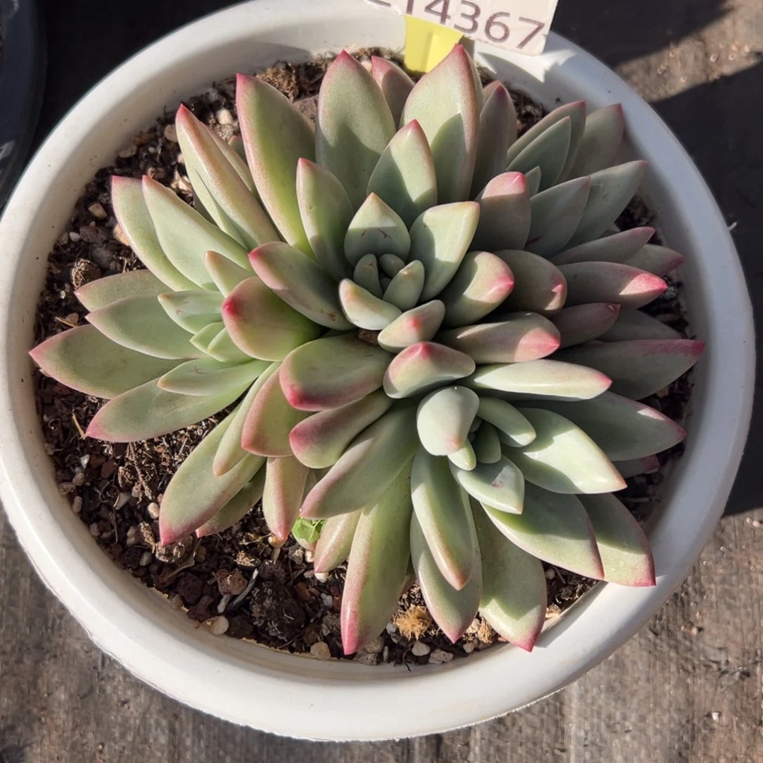 1214367 赫本鲁斯美人群生4头