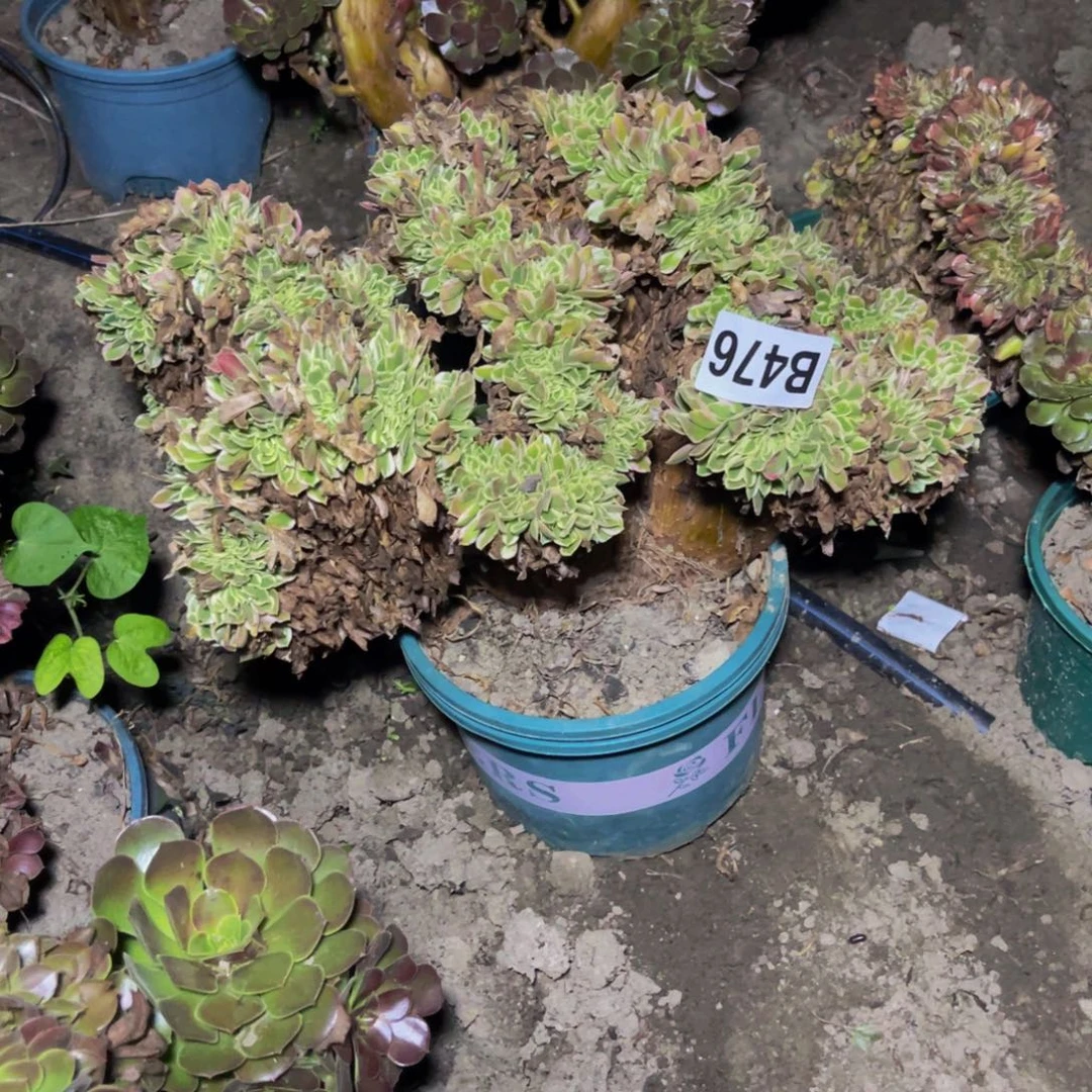 白凤法师28////48包邮