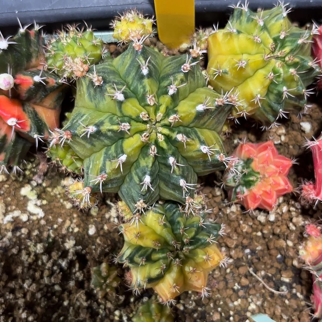 606-0926泰国发货 绿水果