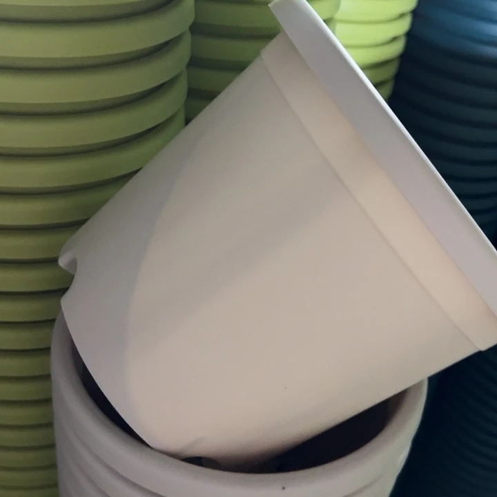 四季3号灰白无托10个口径21