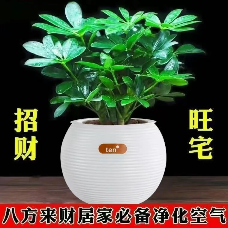 鸭脚木盆栽八方来财室内水培绿植四季常青吸除甲醛好养