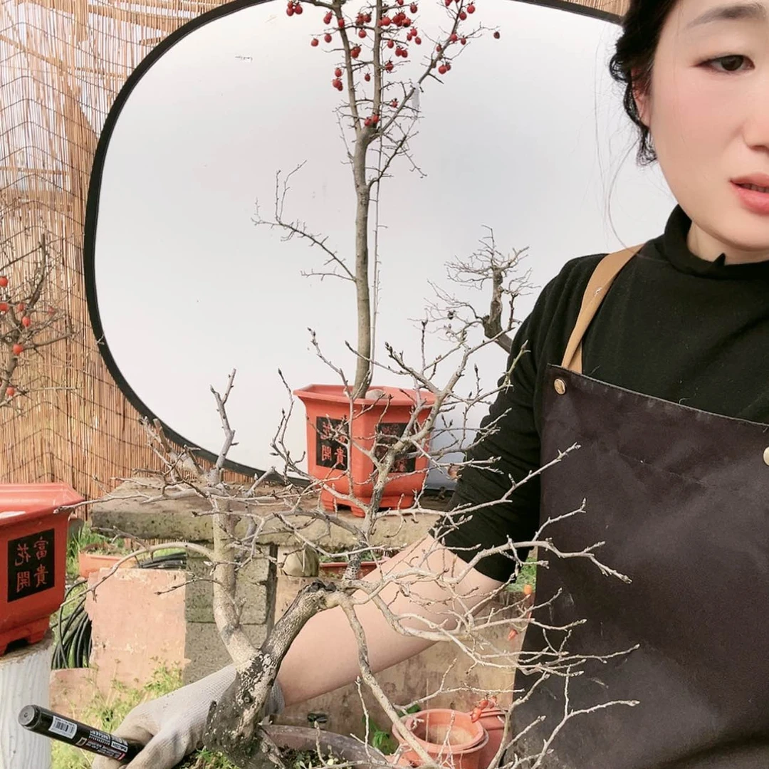 【闪购商品】老鸦柿盆景盆栽