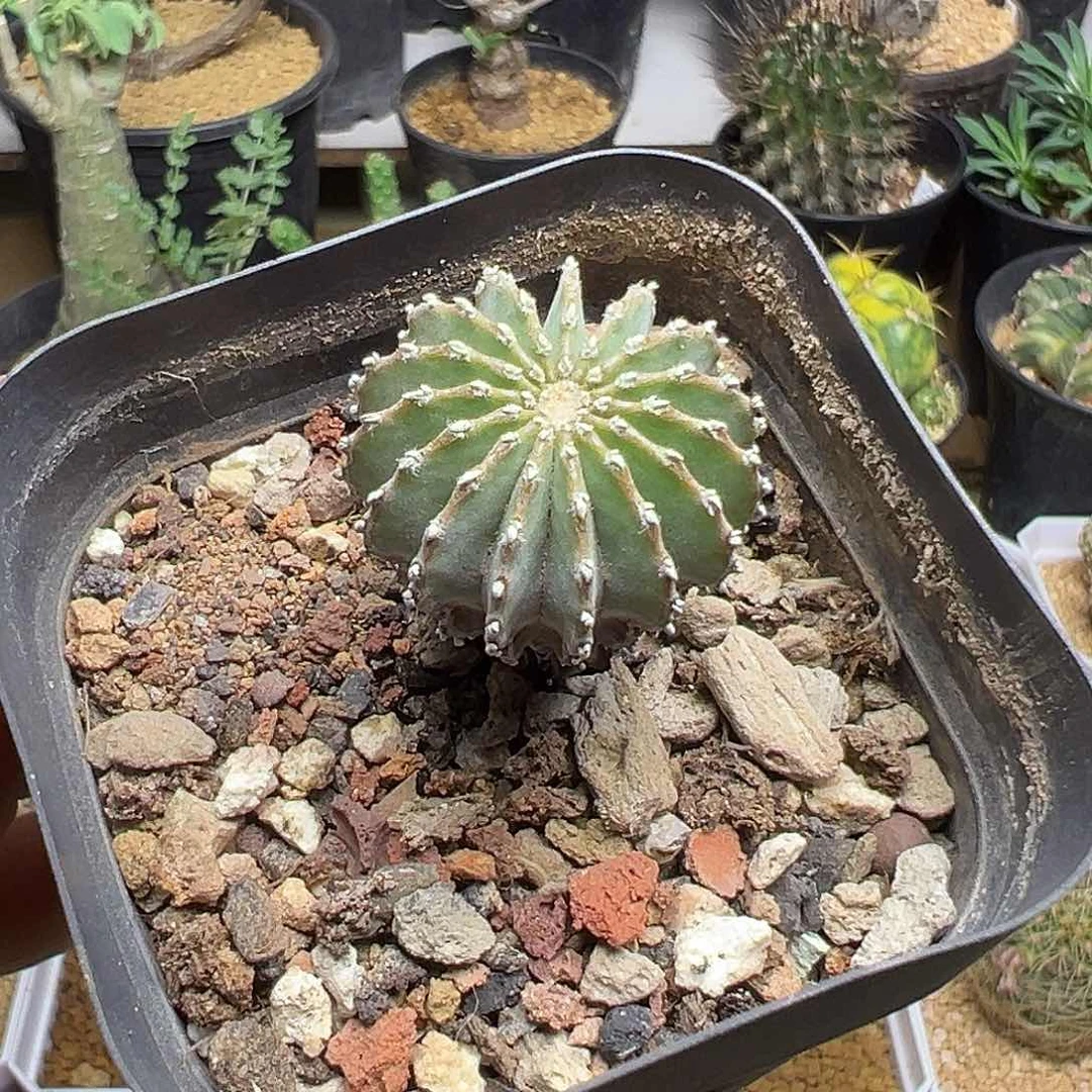 花龙实生球一颗2.9公分