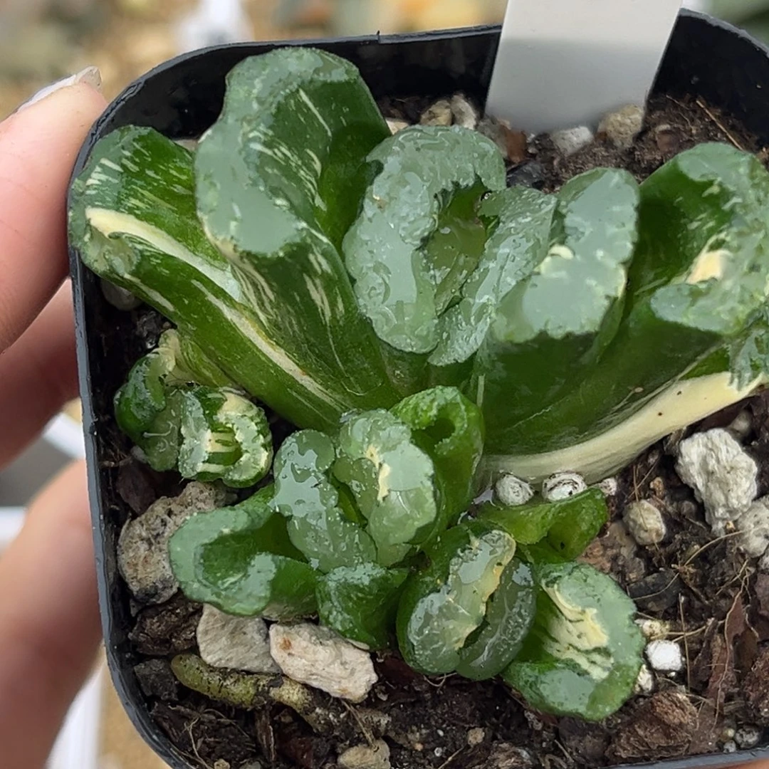 55不知名玉扇锦多头十二卷多肉