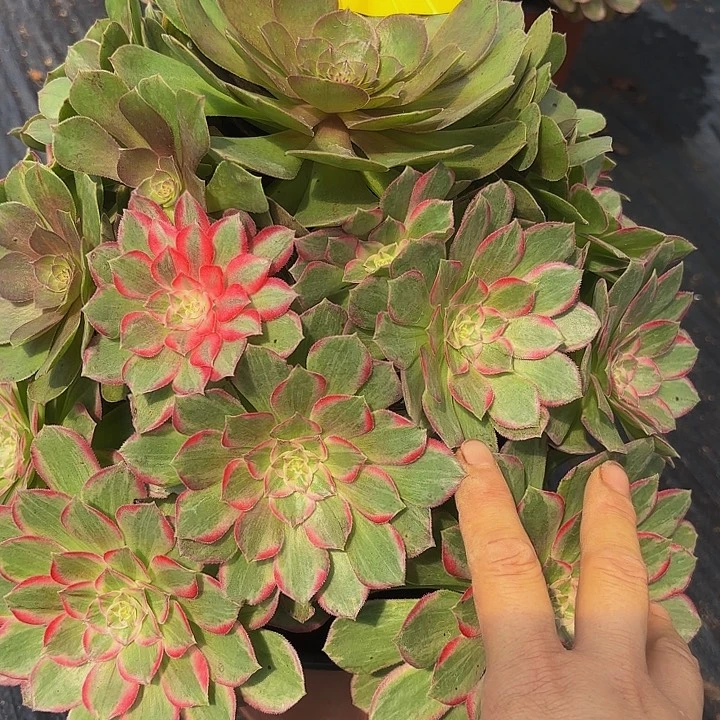 多肉植物努力887个