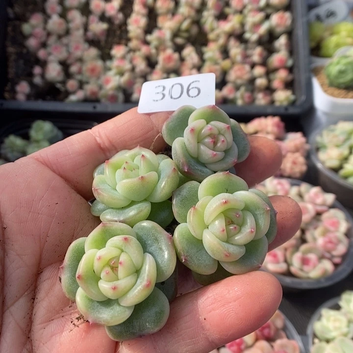 长***坊一物一拍一物一拍1125-306